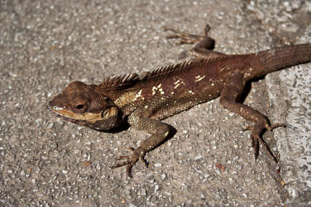 Thai Lizard ,Blue-crested Lizard (calotes mystaceus)の写真素材