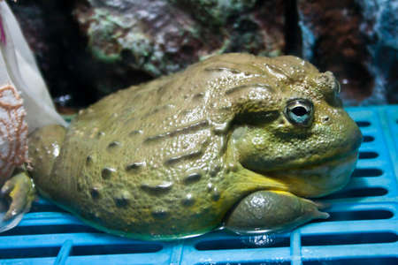 Bullfrogの写真素材