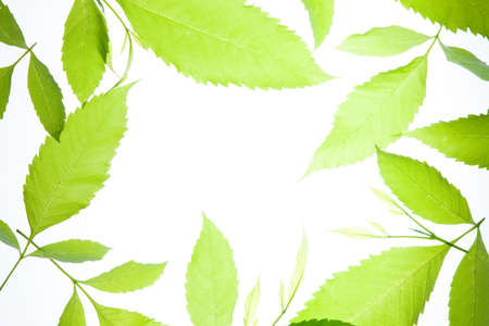Fresh green leaves vintage background