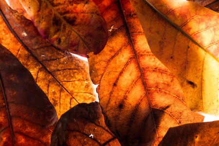 Dry leaf on whiteの写真素材