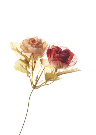 Rose on white backgroundの写真素材