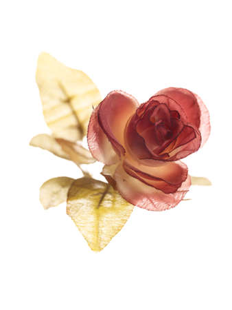 Rose on white backgroundの写真素材