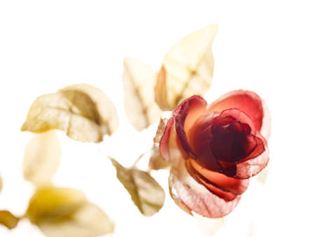 Rose on white backgroundの写真素材