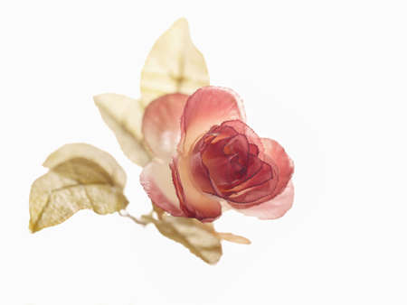 Rose on white backgroundの写真素材