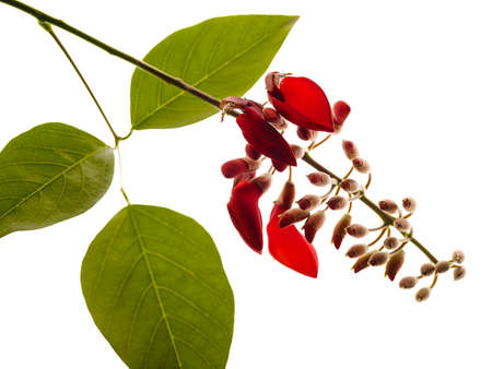 Red flower on white backgroundの写真素材