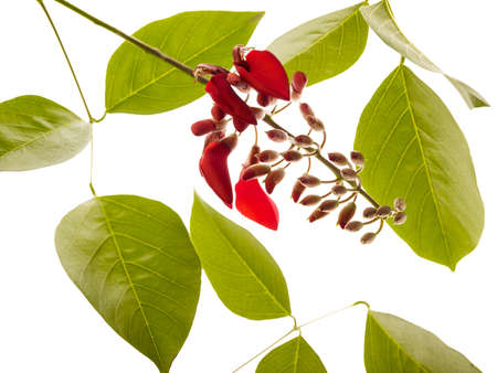 Red flower on white backgroundの写真素材