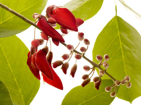 Red flower on white backgroundの写真素材