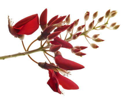 Red flower on white backgroundの写真素材