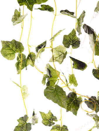Fresh green leaves on white backgroundの写真素材