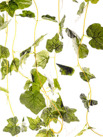 Fresh green leaves on white backgroundの写真素材