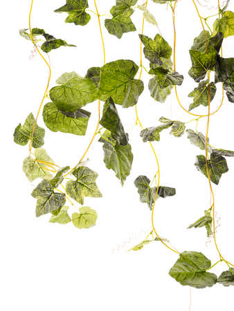 Fresh green leaves on white backgroundの写真素材