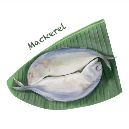 Digital paint watercolor mackerel fish isolated on white background.のイラスト素材