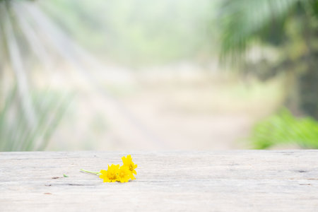 Wooden table on nature garden background for presentation productの写真素材