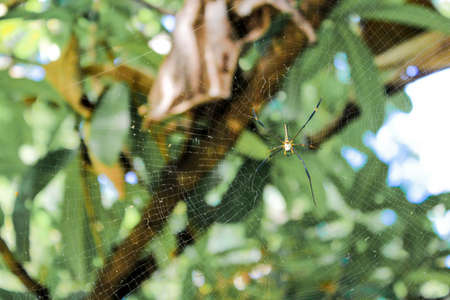 spider nestingの写真素材