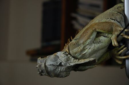 iguanaの写真素材