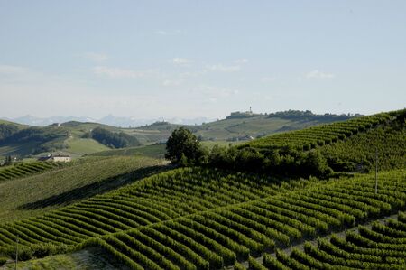 vineyard in Italyの写真素材