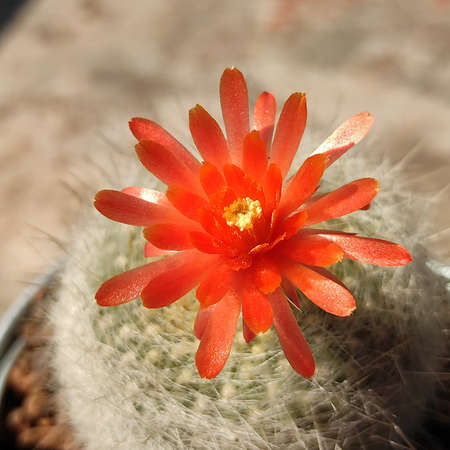 Colorful of flower of cactus succulent haworthia