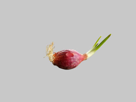 Shallots are growing new sprouts and roots. , cut out, isolated, wallpaper, white backgroundの写真素材
