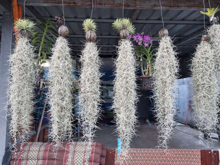 Ornamental plants in coconut shells, ornamental plants hanging in front of the house, country houses in Thailand.の写真素材