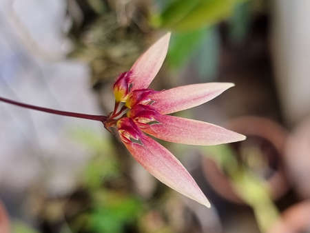 pink orchid with hair little bit,  blur background , focus on petals of orchid flowerの写真素材
