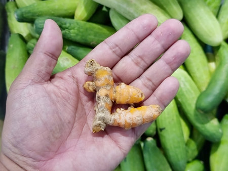 Turmeric is a type of medicinal plant. In Thailand it is used as a spice for cooking.の写真素材