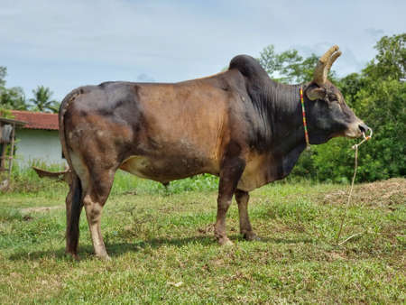 ox for fighting in southern of Thailand.の写真素材