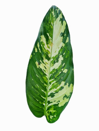 Colorful of Caladium leave background. Colorful of Fancy Leaved Caladium,dot color leaf,colorful of leaf. Fancy Leaved Caladium.の写真素材