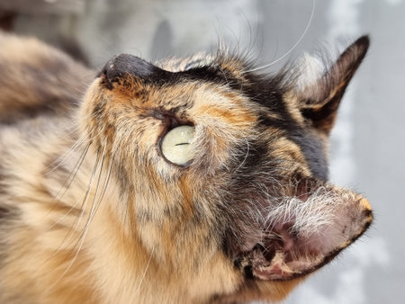 Close-up of Thai furry cat face and eyes.の写真素材