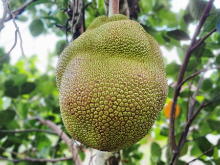 The jackfruit is on the tree. The background is blurred. Selective focus.の写真素材