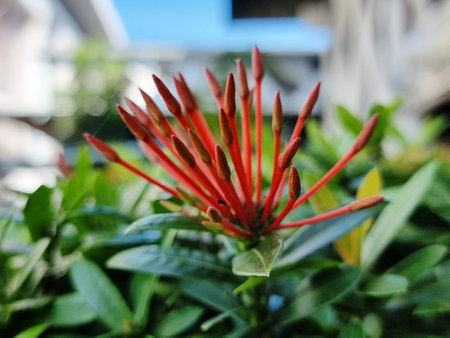 Red flowers and green leaves. select focus pointの写真素材