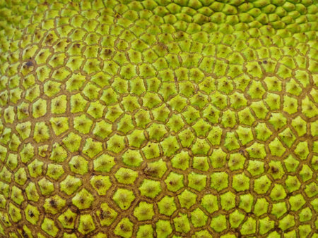 The outer surface of the jackfruit bark is rough. Close-up, macro shot.