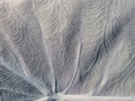 Black, white, green, variagated pattern on the Alocasia or Colocasia leaf, beautiful background...