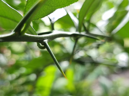 Thorns of kaffir lime branches. Finger prick. Blurred background. Natural disaster.