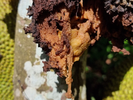 Jackfruit is attacked by insects and worms. The fruit is rotten from the tree and cannot be eaten. The background is blurred.の素材 [FY310208316102]