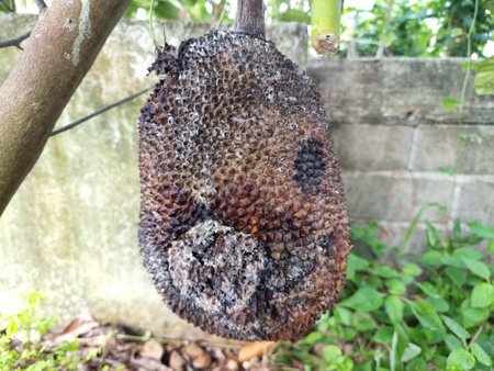 Jackfruit is attacked by insects and worms. The fruit is rotten from the tree and cannot be eaten....