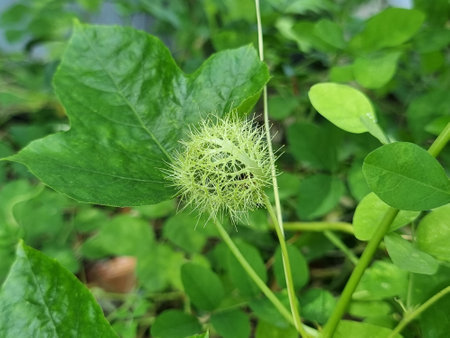 Fruit of Fetid passionflower (Passiflora foetida) or Scarletfruit passionflower, wild maracuja, bush passion fruit, marya-marya, wild water lemon, Stinking Passion flowerの写真素材