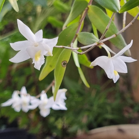 An elegant close-up of white orchids with vivid yellow centers. The intricate patterns and graceful petals are framed by green leaves. A blurred background highlights the delicate beauty of these tropical flowersの写真素材