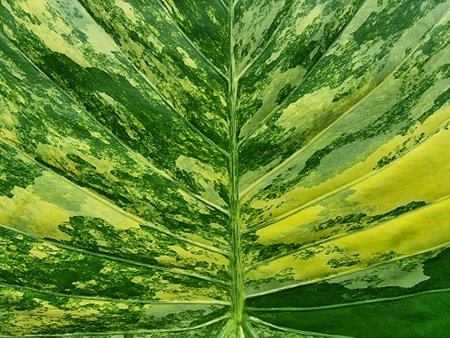 A detailed close-up showcases the striking variegated pattern of an Alocasia macrorrhizos...