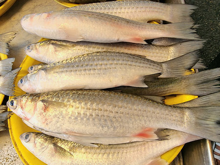 A high-angle, close-up view of several fresh, raw saltwater mullet fish stacked on a bright yellow...