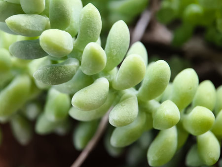 A macro shot captures the vibrant, fleshy leaves of a trailing Burro's Tail succulent, highlighting its unique beaded texture and soft green colorの写真素材