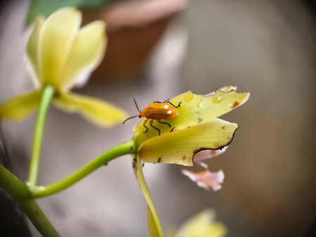 A detailed macro shot captures a small, shiny orange beetle actively feeding on a wilting yellow orchid petal, with visible bite marks highlighting insect damageの写真素材