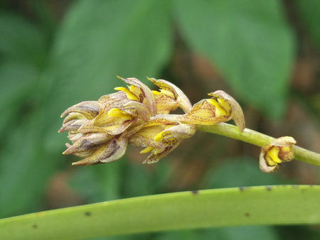 A detailed close-up shot of a cluster of small, wild orchid flowers of the species Bulbophyllum sichyobulbon, with spotted brownish-yellow petals, growing on a green stem against a soft, blurred green background.の写真素材