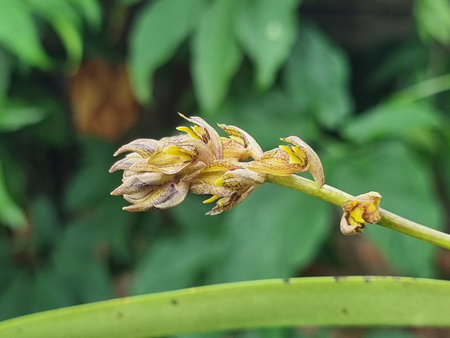 A detailed close-up shot of a cluster of small, wild orchid flowers of the species Bulbophyllum sichyobulbon, with spotted brownish-yellow petals, growing on a green stem against a soft, blurred green background.の写真素材