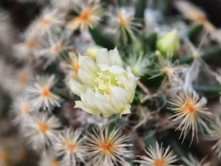 A detailed macro shot captures a delicate white blossom emerging from a Mammillaria cactus, surrounded by a soft blur of distinctive star-shaped spinesの写真素材