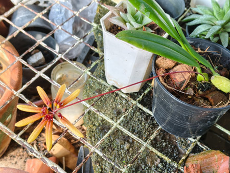 A potted Bulbophyllum orchid with a stunning star-like yellow-orange flower on a delicate red stem, viewed from above, with green leaves and dark soil in a plastic nursery pot. Perfect for houseplant, botany, or gardening articles.の写真素材