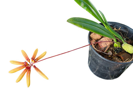 A potted Bulbophyllum orchid with a stunning star-like yellow-orange flower on a delicate red stem, viewed from above, with green leaves and dark soil in a plastic nursery pot. Perfect for houseplant, botany, or gardening articles.の写真素材