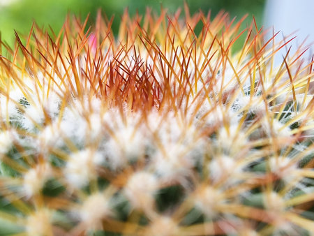 A macro shot focusing on the sharp golden-brown spines and soft white hairs of a Mammillaria cactus....