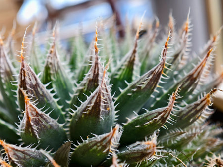 An intense close-up of a drought-tolerant succulent, featuring sharp white marginal teeth and pronounced brown tips on its thick leaves. The soft bokeh background emphasizes the plant's unique texture and focus.の写真素材