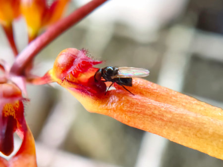 A small, iridescent black fly meticulously investigates the intricate details and textures of a...