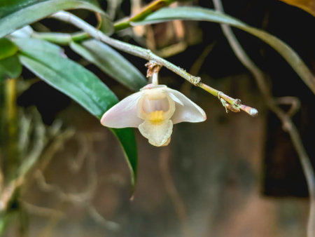 Close-up of a white Dendrobium sp. orchid blooming on a branch, showing its soft petals, natural texture, and tropical forest habitat.の写真素材